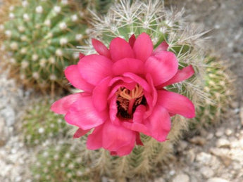 CACTUS FLOWER Note Cards
