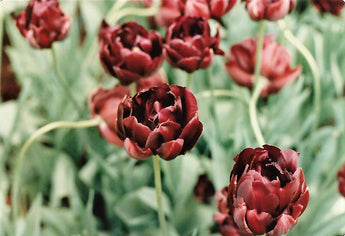 TULIPS Note Cards